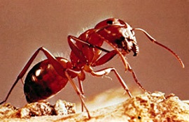 Ant Control Services