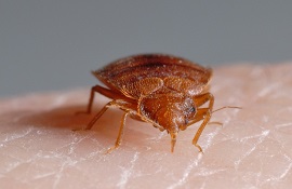 Bed Bugs Control