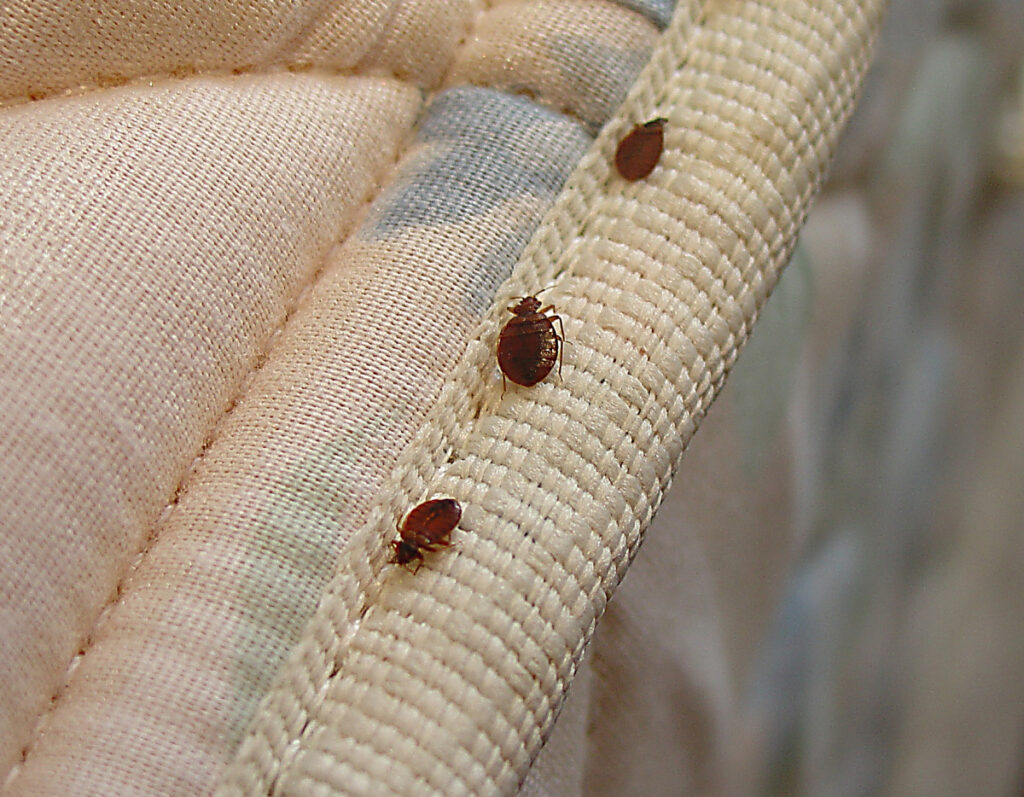 Bed Bugs Control