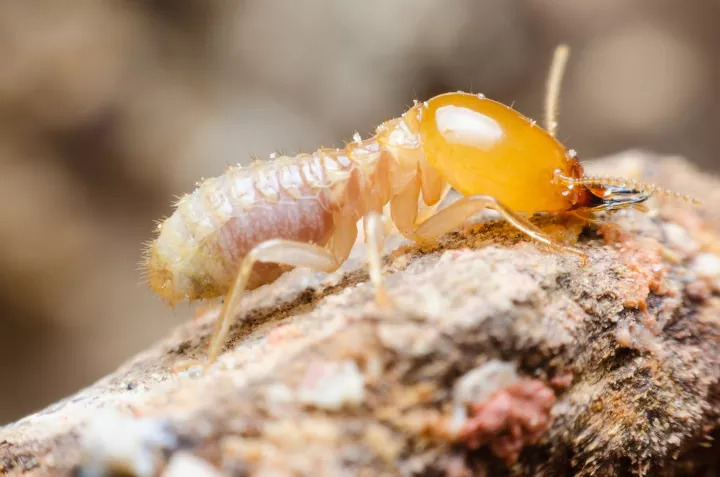 Termite Control