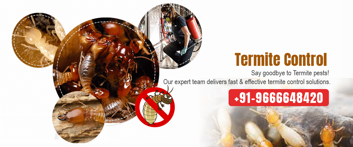 termite control services