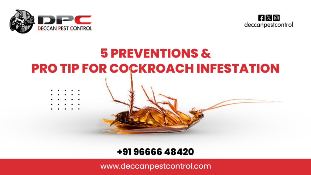 Tip for Cockroach Infestation