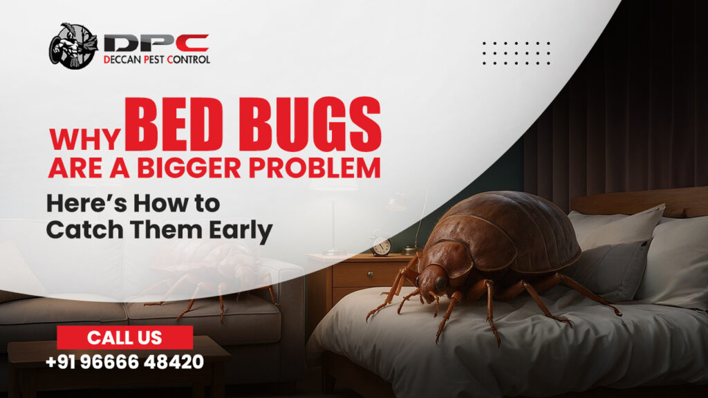 bed bugs control